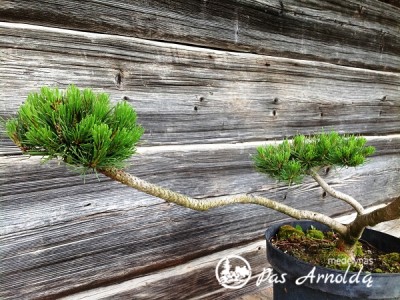 Pušis kalninė subsp. mugo (formuota) (lot. Pinus mugo ) 